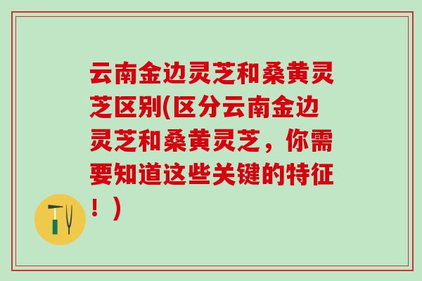 云南金边灵芝和桑黄灵芝区别(区分云南金边灵芝和桑黄灵芝,你需要知道这些关键的特征!)-第1张图片-灵芝之家 云南金边灵芝和桑黄灵芝区别(区分云南金边灵芝和桑黄灵芝,你需要知道这些关键的特征!)-第1张图片-灵芝之家
