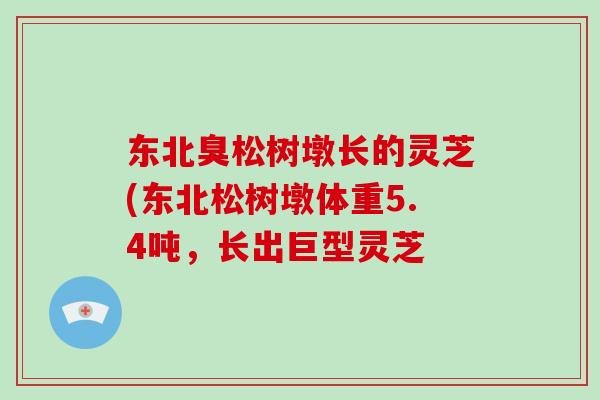 东北臭松树墩长的灵芝(东北松树墩体重5.4吨,长出巨型灵芝-第1张图片-灵芝之家 东北臭松树墩长的灵芝(东北松树墩体重5.4吨,长出巨型灵芝-第1张图片-灵芝之家