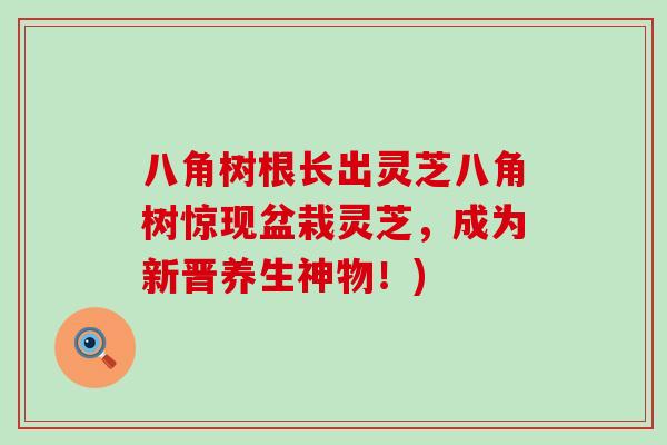八角树根长出灵芝八角树惊现盆栽灵芝,成为新晋养生神物!)-第1张图片-灵芝之家 八角树根长出灵芝八角树惊现盆栽灵芝,成为新晋养生神物!)-第1张图片-灵芝之家