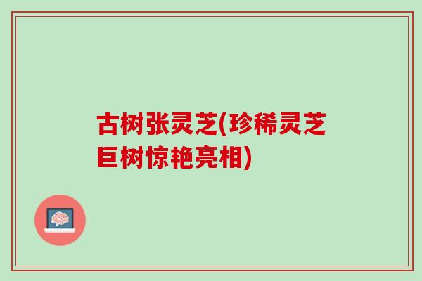 古树张灵芝(珍稀灵芝巨树惊艳亮相)-第1张图片-灵芝之家 古树张灵芝(珍稀灵芝巨树惊艳亮相)-第1张图片-灵芝之家