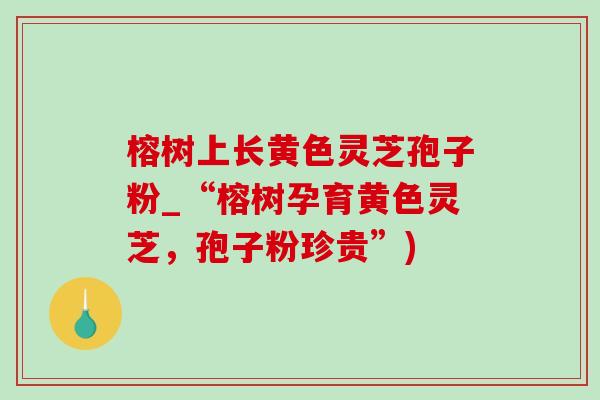 榕树上长黄色灵芝孢子粉_“榕树孕育黄色灵芝,孢子粉珍贵”)-第1张图片-灵芝之家 榕树上长黄色灵芝孢子粉_“榕树孕育黄色灵芝,孢子粉珍贵”)-第1张图片-灵芝之家