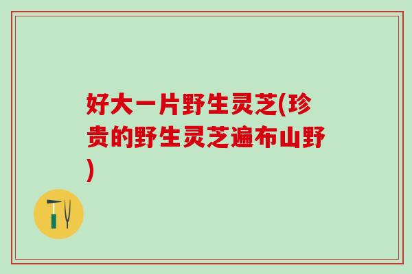 好大一片野生灵芝(珍贵的野生灵芝遍布山野)-第1张图片-灵芝之家 好大一片野生灵芝(珍贵的野生灵芝遍布山野)-第1张图片-灵芝之家