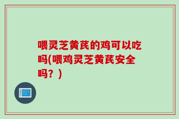 喂灵芝黄芪的鸡可以吃吗(喂鸡灵芝黄芪安全吗？)-第1张图片-灵芝之家