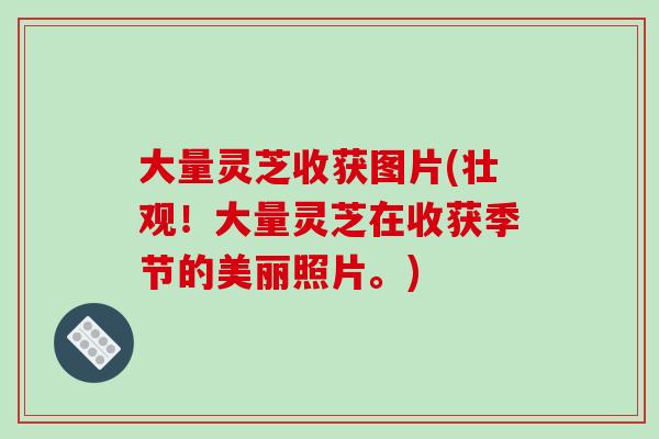 大量灵芝收获图片(壮观!大量灵芝在收获季节的美丽照片。)-第1张图片-灵芝之家 大量灵芝收获图片(壮观!大量灵芝在收获季节的美丽照片。)-第1张图片-灵芝之家