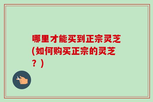 哪里才能买到正宗灵芝(如何购买正宗的灵芝？)-第1张图片-灵芝之家