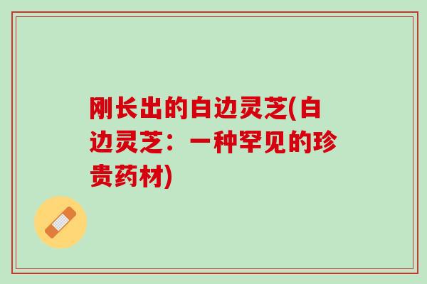 刚长出的白边灵芝(白边灵芝:一种罕见的珍贵药材)-第1张图片-灵芝之家 刚长出的白边灵芝(白边灵芝:一种罕见的珍贵药材)-第1张图片-灵芝之家