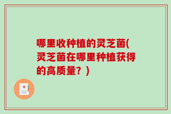 哪里收种植的灵芝菌(灵芝菌在哪里种植获得的高质量?)-第1张图片-灵芝之家 哪里收种植的灵芝菌(灵芝菌在哪里种植获得的高质量?)-第1张图片-灵芝之家
