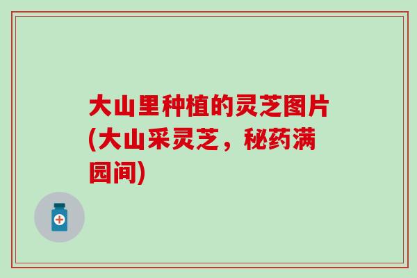 大山里种植的灵芝图片(大山采灵芝,秘药满园间)-第1张图片-灵芝之家 大山里种植的灵芝图片(大山采灵芝,秘药满园间)-第1张图片-灵芝之家