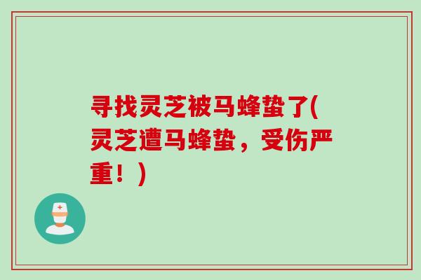 寻找灵芝被马蜂蛰了(灵芝遭马蜂蛰,受伤严重!)-第1张图片-灵芝之家 寻找灵芝被马蜂蛰了(灵芝遭马蜂蛰,受伤严重!)-第1张图片-灵芝之家