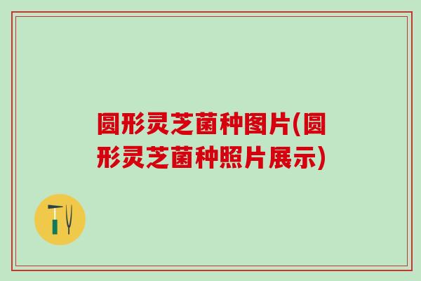 圆形灵芝菌种图片(圆形灵芝菌种照片展示)-第1张图片-灵芝之家