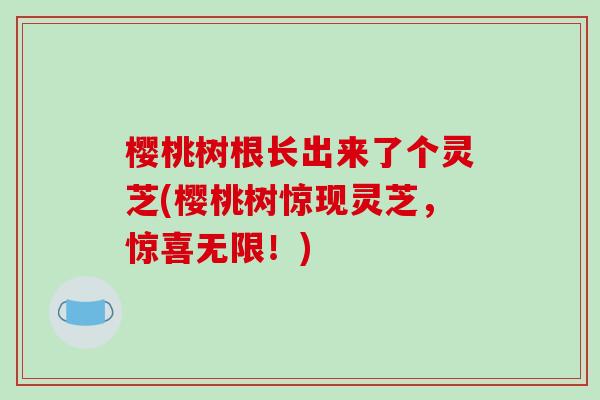 樱桃树根长出来了个灵芝(樱桃树惊现灵芝,惊喜无限!)-第1张图片-灵芝之家 樱桃树根长出来了个灵芝(樱桃树惊现灵芝,惊喜无限!)-第1张图片-灵芝之家