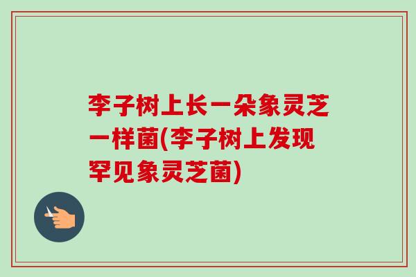 李子树上长一朵象灵芝一样菌(李子树上发现罕见象灵芝菌)-第1张图片-灵芝之家 李子树上长一朵象灵芝一样菌(李子树上发现罕见象灵芝菌)-第1张图片-灵芝之家