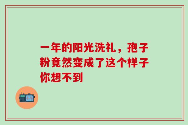 一年的阳光洗礼,孢子粉竟然变成了这个样子你想不到-第1张图片-灵芝之家 一年的阳光洗礼,孢子粉竟然变成了这个样子你想不到-第1张图片-灵芝之家